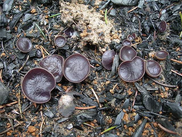 Il Fungo della settimana  (2)   Peziza violacea   Pers.